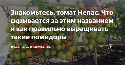 Знакомьтесь, томат Непас. Что скрывается за этим названием и как ...