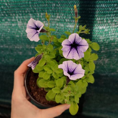 Петуния Littletunia Blue Vein в горшкe - купить с доставкой по выгодным ...