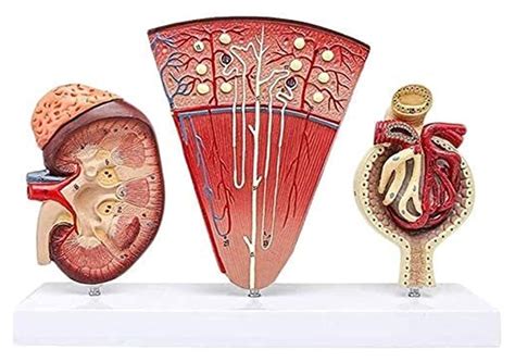 Buy Grandeals Human Organ Model Human Organ Anatomical Kidney Model