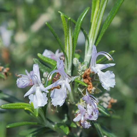 Rosmarinus Officinalis Prostratus