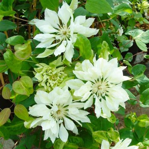 Clematis Yukiokoshi (Patens Group) Venta online en España directamente ...