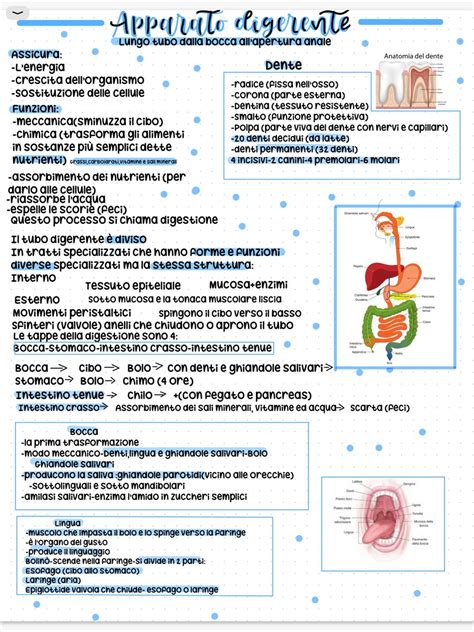 L Apparato Digerente Online Worksheet Artofit