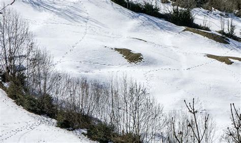 Luz Y Artes Huellas En La Nieve Que Abren Caminos