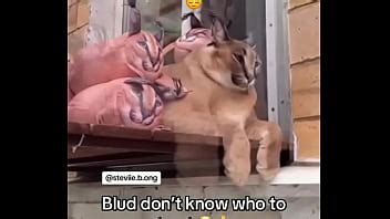 Un Giovane Ragazzo Cattivo Gioca A Roblox Xvideos