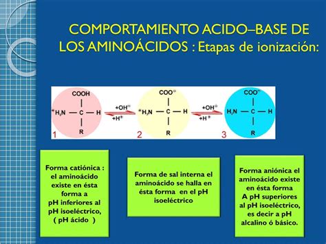 PPT AMINOACIDOS Y PéPTIDOS Semana 29 2014 PowerPoint Presentation