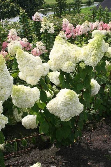 Hortensja Bukietowa Polar Bear Hydrangea Paniculata Albamar