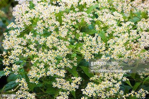 253 Norikura Plateau Stock Photos High Res Pictures And Images