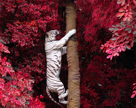 1280x1024 White Tiger Climbing Tree 1280x1024 Resolution HD 4k ...