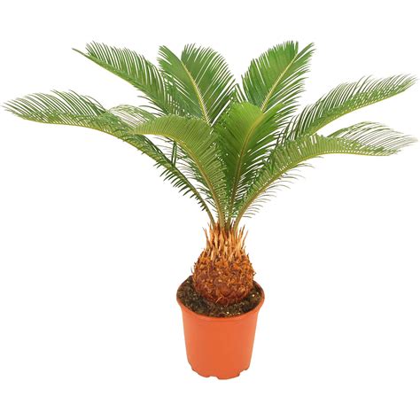 Cycas revolta | Садовый центр «На Атарбекова»