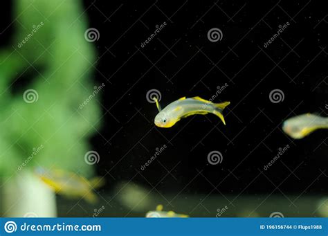 Pseudomugil Furcatus Tropical Fish In Aquarium Stock Photo Image Of