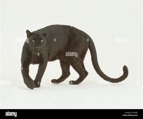 Black Panthers Hi Res Stock Photography And Images Alamy