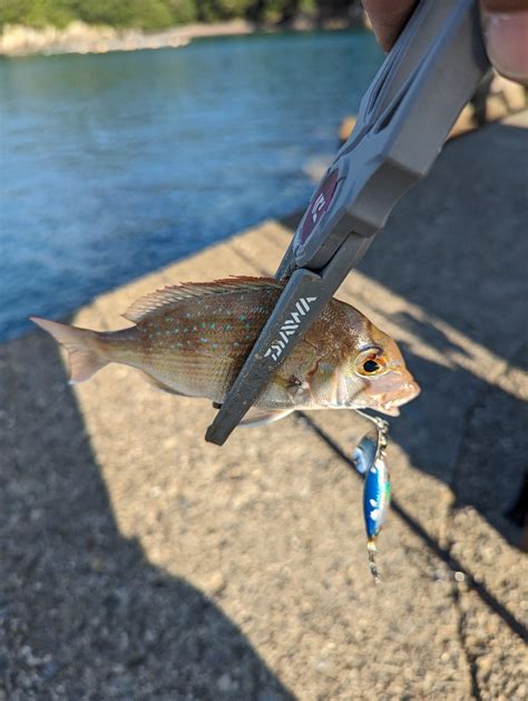 陸っぱり釣行記 三重県 白浦 ロックフィッシュ（ルアー） チャリコ 陸っぱり 釣り・魚釣り 釣果情報サイト カンパリ