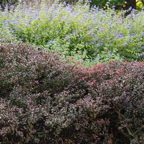 Crimson Pygmy Dwarf Barberry Deciduous Shrubs From Gurney S