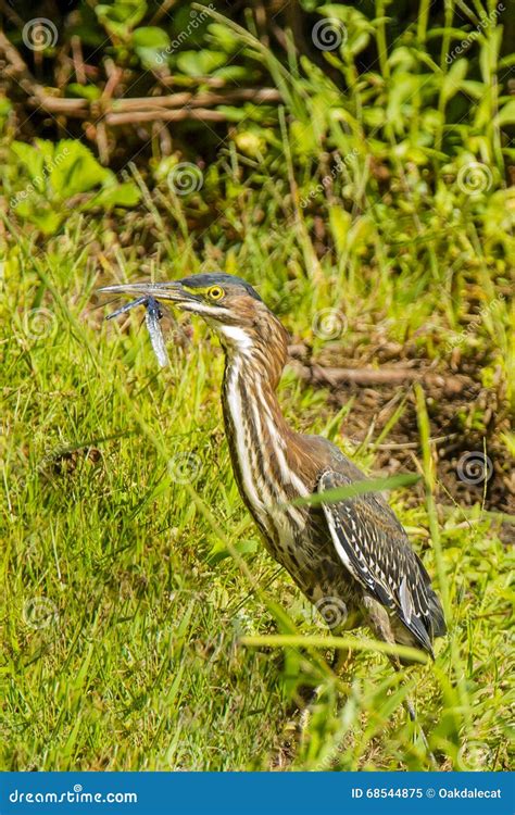 Juvenile Green Heron With Prey Stock Image Image Of Brown Blue 68544875