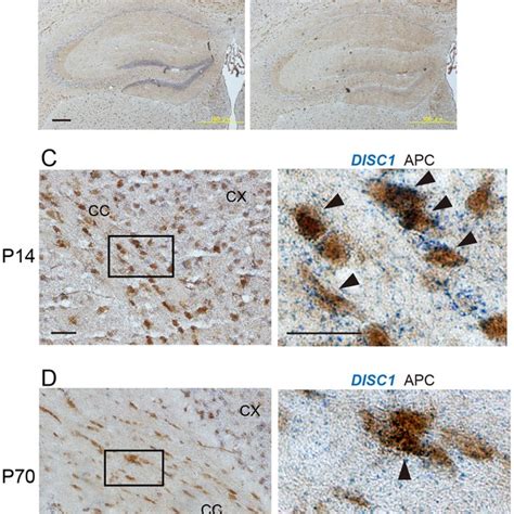 Disc1 Mrna Is Expressed In Oligodendrocytes In The Corpus Callosum Of