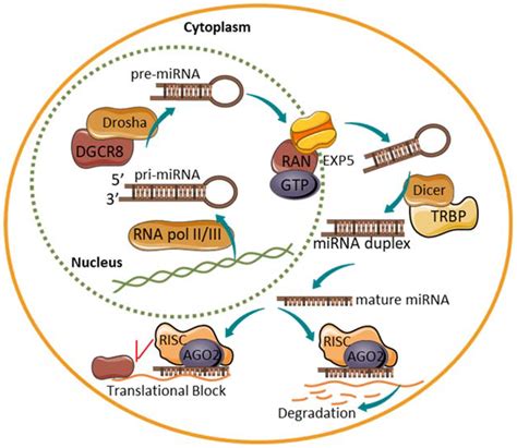 ncRNA Free Full Text Non Coding RNA in Pancreas and β Cell Development