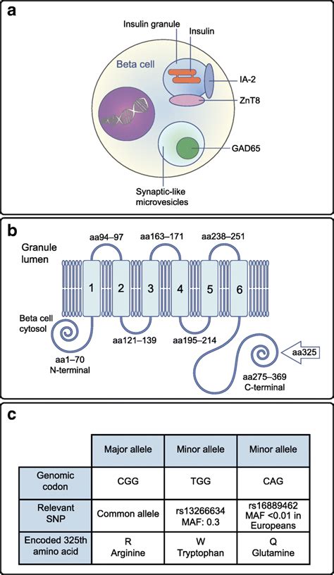 A Schematic Diagram Of The Pancreatic Islet Beta Cell Illustrating