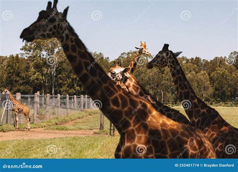 Mogo Australia Rothschild S Giraffe Sitting On Ground Also Known As