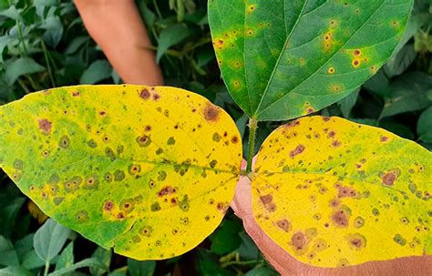 Como Evitar Os Danos Causados Por Manchas E Ferrugem Na Soja Portal