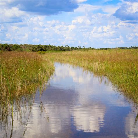 Everglades Swamp Buggy Tour - Wooten's Everglades Airboat Tours