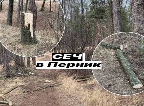 Сеч на дърва в района на пернишки квартал