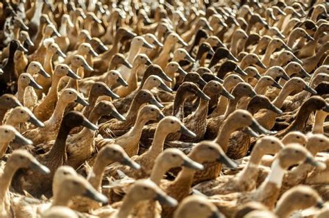 Las 31 mejores imágenes de aves alrededor del mundo | Aves, Observacion ...