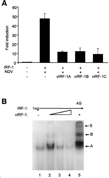 A The C Ј terminal peptides of vIRF 1 disrupt the specific activa