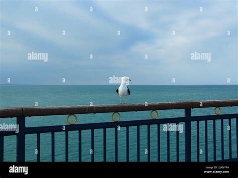 Bird On Guardrail Hi Res Stock Photography And Images Alamy