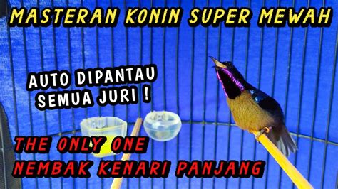 KOMPILASI KONIN GACOR FULL ISIAN COCOK UNTUK MASTERAN KOLIBRI NINJA