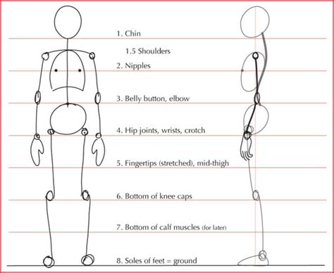 Basic Human Proportions - MKHS ART CLUB