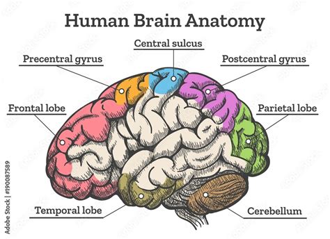 Human brain anatomy diagram. Sections of head brain vector illustration Stock Vector | Adobe Stock