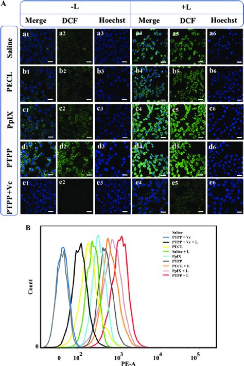 The Distribution Of Ros Levels In Cells And Subcellular Cells Was