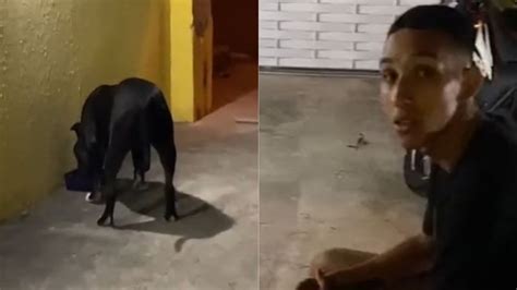 Pit bull invade casa e família toma atitude veja vídeo