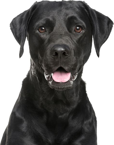 Labrador Transparent Png Png Play