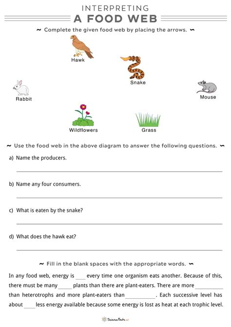 Food Web Worksheets Free Printable - Worksheets Library