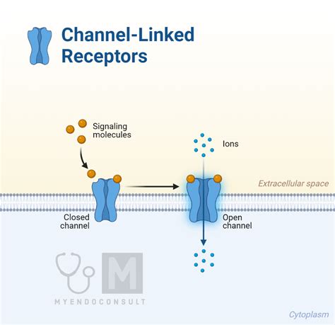 Types Of Hormone Receptors My Endo Consult