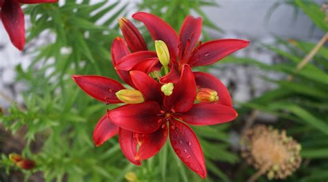 17 Types Of Red Lily Varieties For Your Flowerbeds