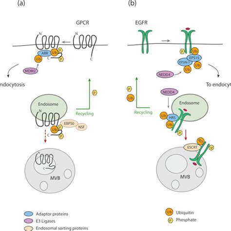 Ubiquitination Of Adaptors A Agonist Induces Rapid Ubiquitination Of Download Scientific