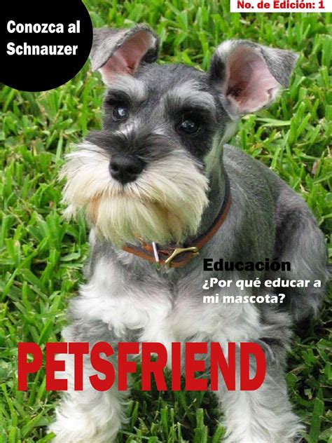 Como Educar A Un Schnauzer Miniatura