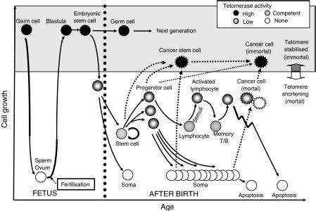 Telomere And Telomerase Dynamics In Human Stem Cells Germ Cells Have