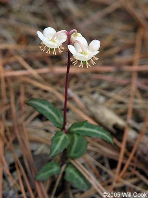 Live Spotted Wintergreen Pipsissewa Plants For Fairy Garden