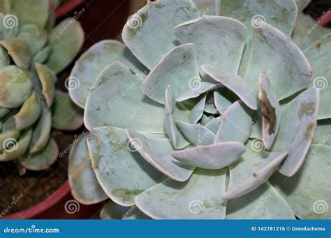 Beautiful Delicate Healthy Green Succulent Plant Single Cactus