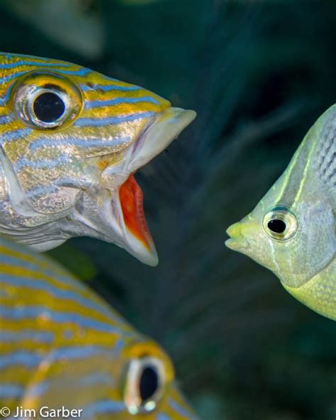 Weekly Underwater Hot Shot Week 29 By Jim Garber UnderwaterPhotography Blog