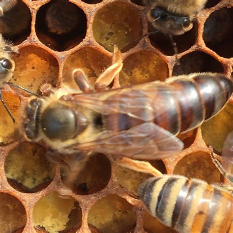 Bee Nucs For Sale Honey Bees For Sale Beekeeping Classes Ames