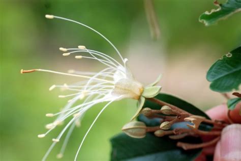 Каперсы в косметике