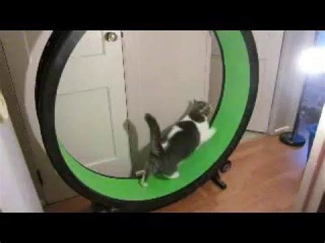 Gilley LOVES his new One Fast Cat Wheel | Catification, Love him, Wheel