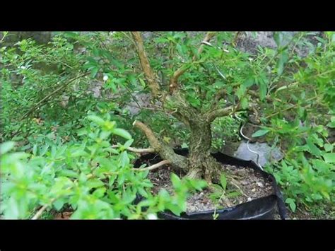 Seleksi Tunas Dan Pangkas Cabang Bahan Bonsai Seribu Bintang Youtube