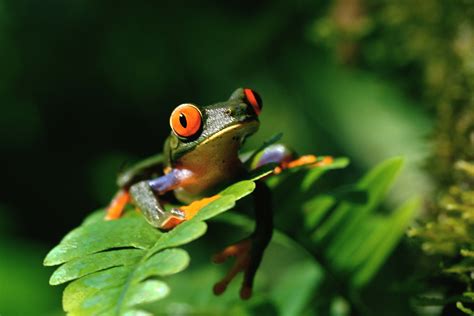 tree frog frogs photo  fanpop