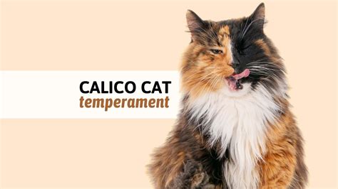 5 Interesting Facts About The Calico Cat Temperament