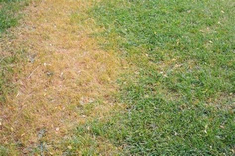 When To Apply Epsom Salt To Lawn And How To